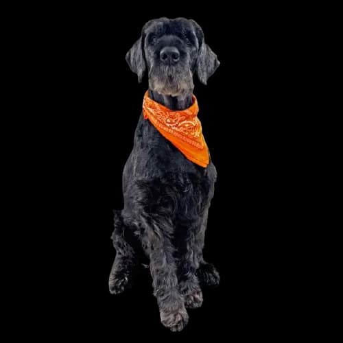 Léon - L'inspiration Dog Factory