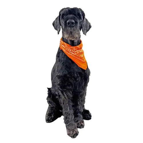 Léon, notre mascotte avec son bandana orange